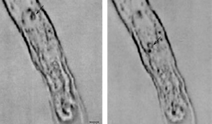 Manipulate cell organ